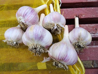 Storing Garlic Polish