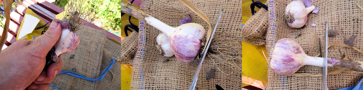 Garlic Harvest 03